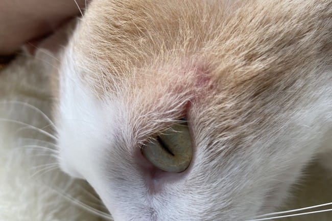 Mon chat est irrité et gonfler à côté de son œil