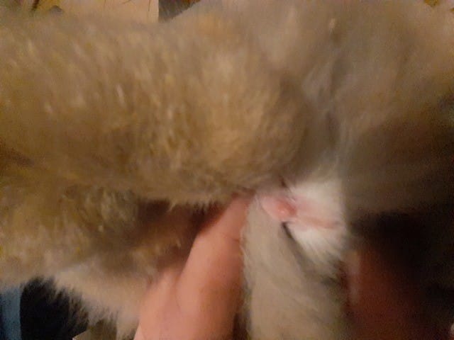 Ma lapine est bien une femelle ou un mâle?