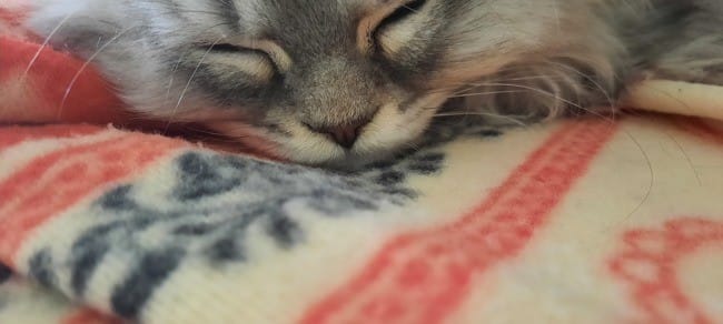 Nez de chaton peut changer de couleur?