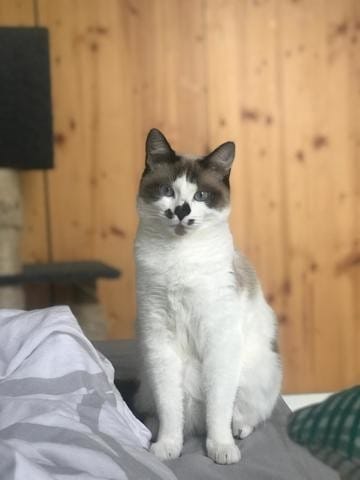 De quel race est mon chat ?