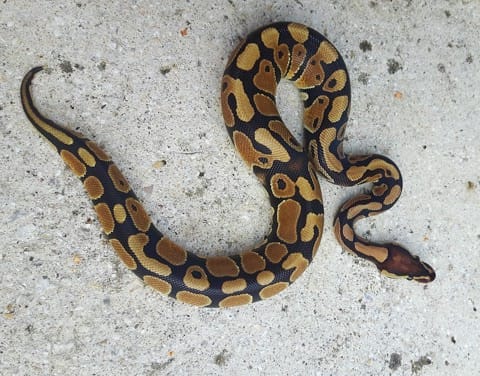 Saillie python royal
