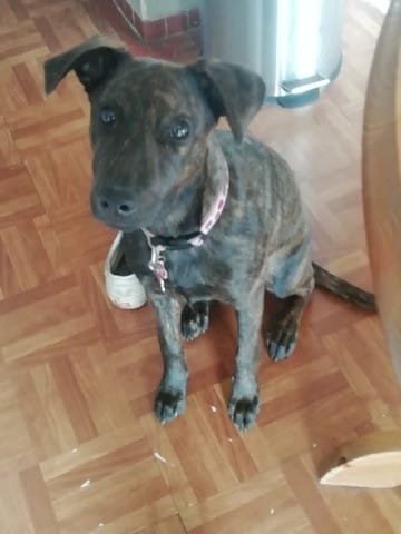 Couleur de harnais pour chien bringé