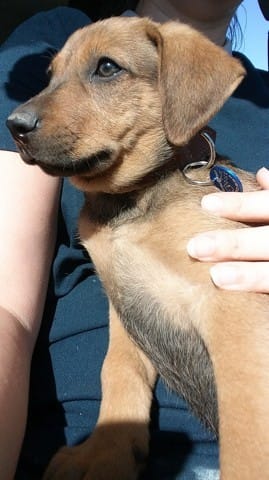 La race de mon chien