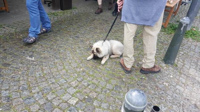 Besoin d'aide pour déterminer la race d'un chien!