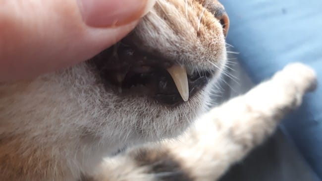 Schwarzes Zahnfleisch bei Katzen