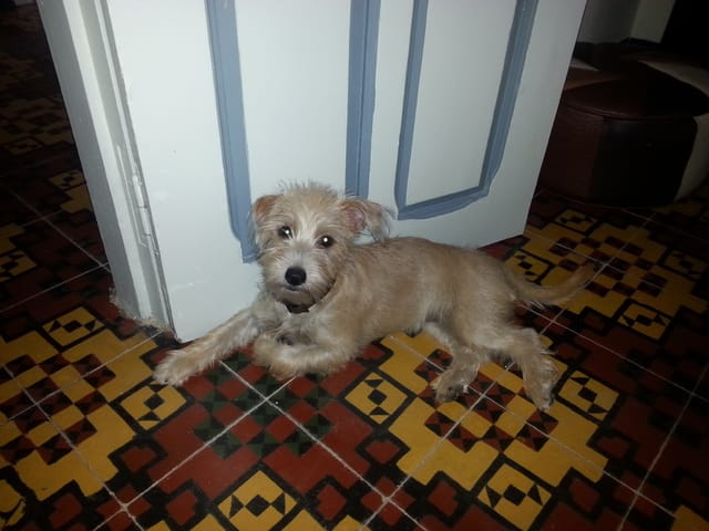 determiner la race de mon chien svpppppppppp