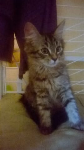 Chat de race ou pas?