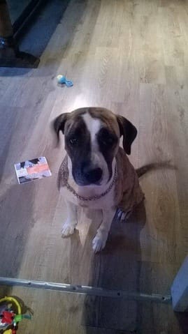 maman staff croiser boxer papa dogue argentin 