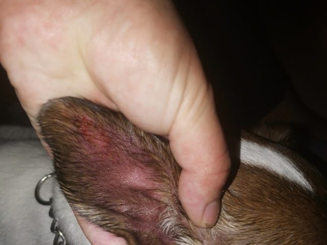 Démangeaisons oreilles chien