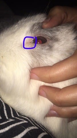Chose blanche dans l´oeil de mon lapin