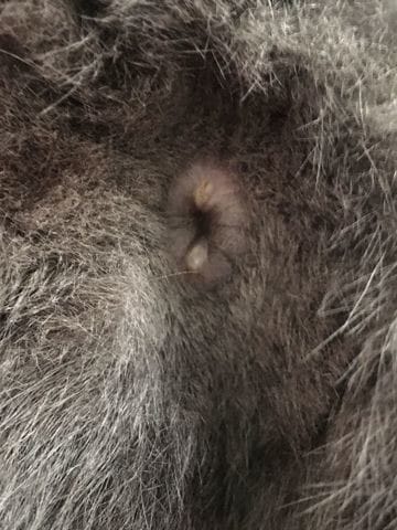 Bouton bizarre aux fefesses de mon chat ... Avez-vous déjà vu ça ?