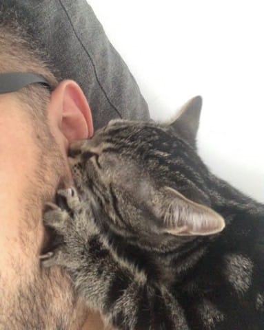 Chatonne de 5 mois qui me tete pourquoi
