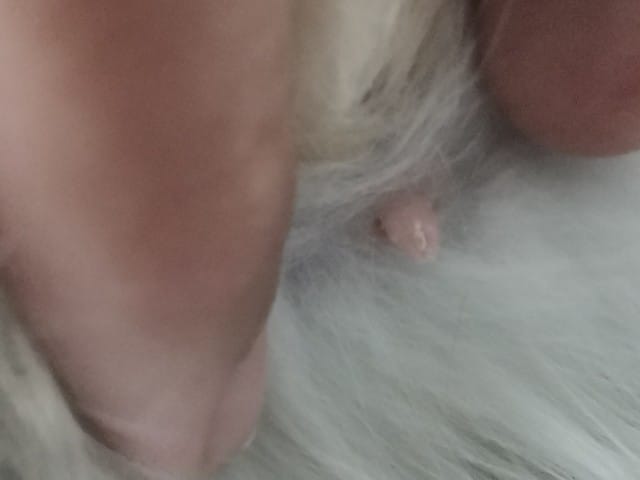 Ma chatte est elle enceinte ?