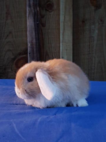 Sondage nom Lapin Bélier Nain