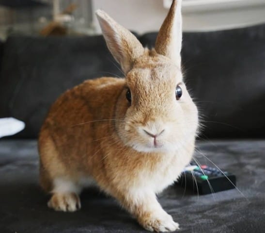 Vacciner son lapin / VHD-Myxomatose