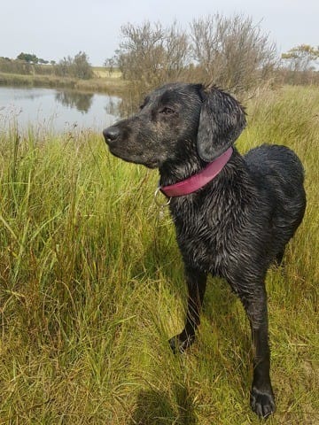 Idée du possible croisement labrador et ?