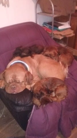 3 teckels 1 bordelais