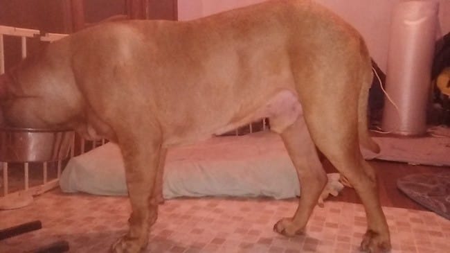 Je trouve que mon chien a "séché"