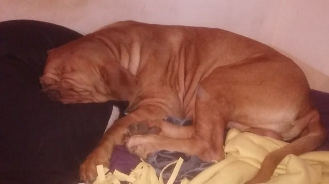 Chien maltraité. La preuve en image !