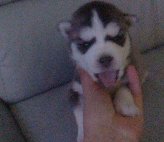 Quel comportement va avoir un chiot husky croisé BA svp