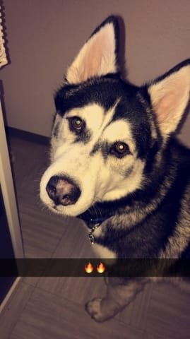 Mon chien ne veut pas dormir dans son panier