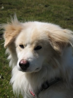 donne mes chiens teeko et fayke  avec regret 