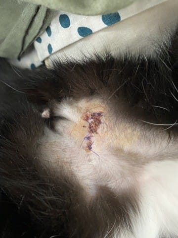 Point de suture