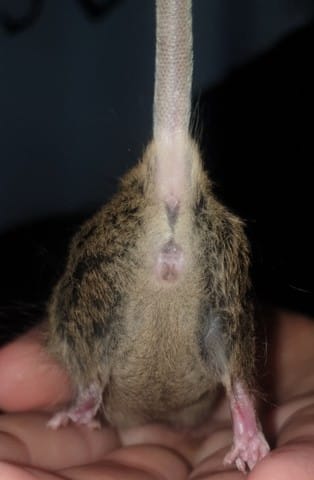 Souris mâle ou femelle