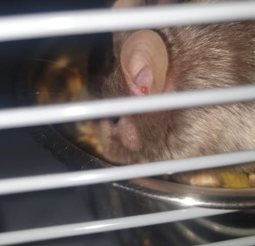 Teigne souris ?