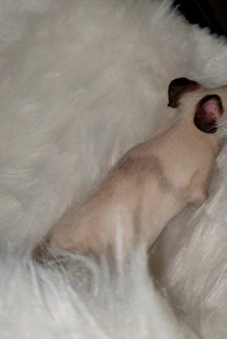 Ma souris change de couleur