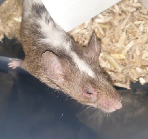 Conjonctivite ? souris domestique