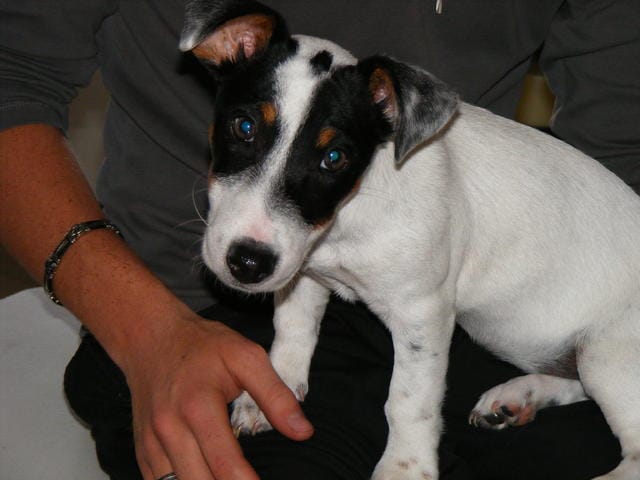 URGENT : Femelle Jack Russell cherche mâle 