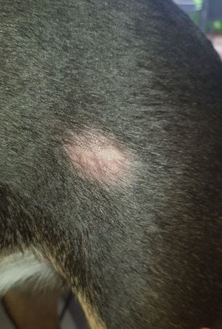 Tâche sur ma chienne ?!