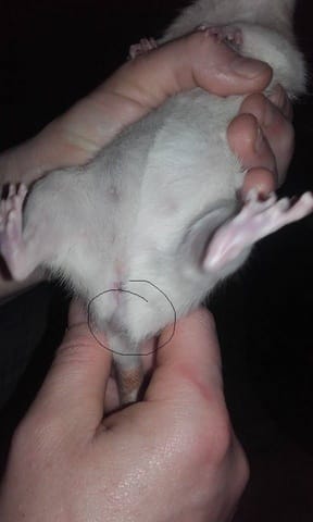 ma rattes a une grosseur au niveau des fesse