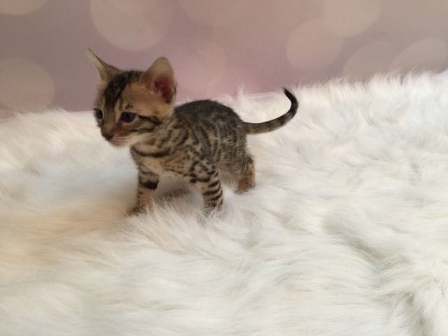 Chat bengal?