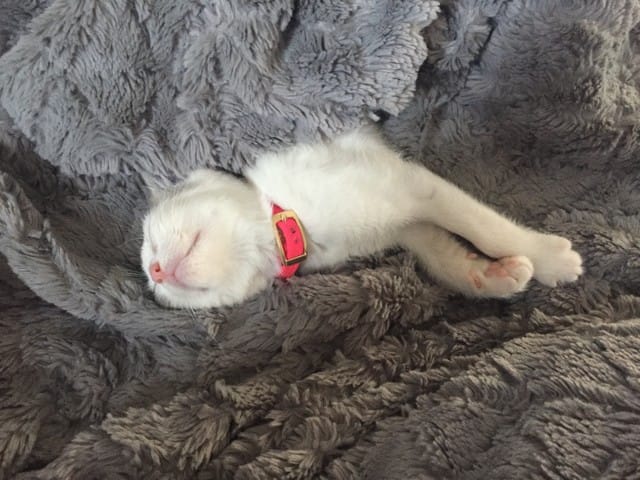 Probable calicivirose vos avis