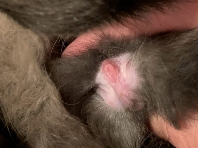 Aide pour sexage lapin