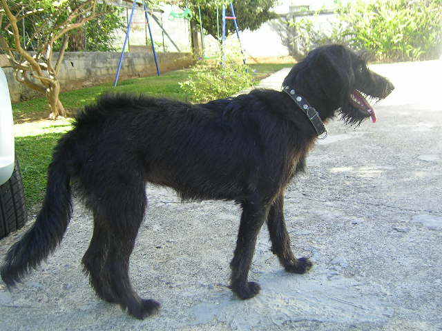 Moon ma chienne 