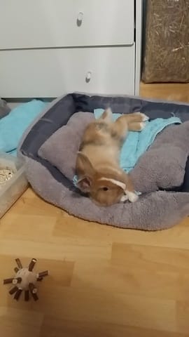 Ma lapine c'est-elle que je suis son propriétaire ?