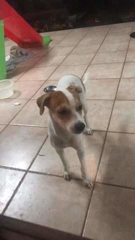 De quelle race est mon chien ? Please help ;)