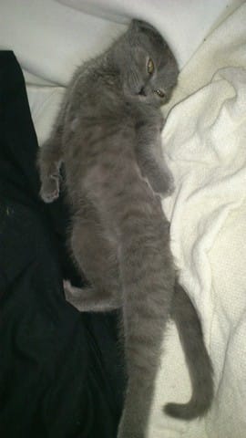 sachets fraicheur pour chaton