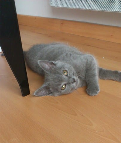 mon chat pousse des cris quand il dort