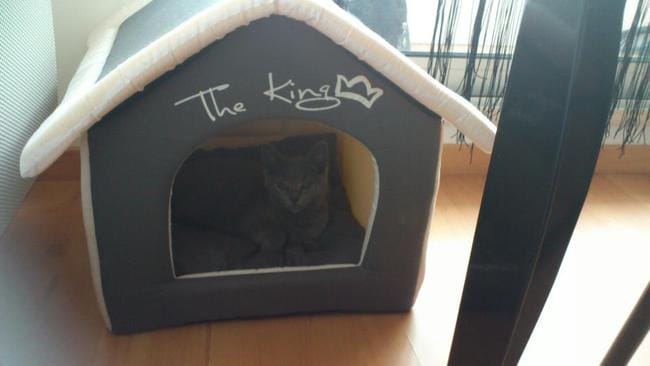 quel aliment n'est pas recommander pour le chat