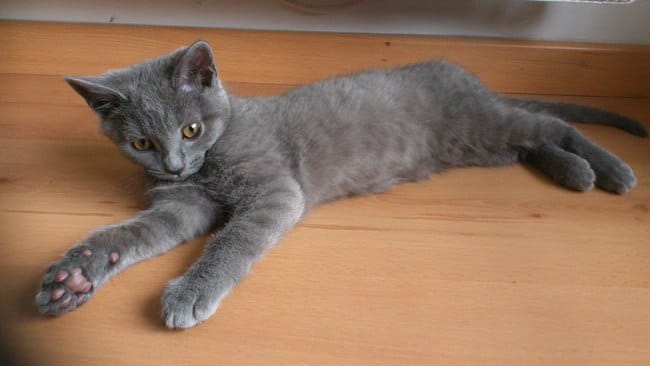 comportement de votre chat quand vous sifflez