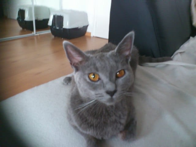 les yeux de mon loulou