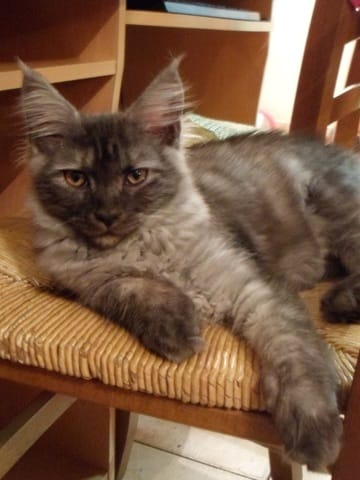 que pensez vous de mes maine coon ?