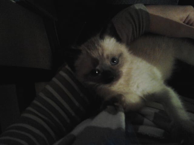 Pour parler ; Aimez-vous vous autant votre chat ou chaton ? ♥