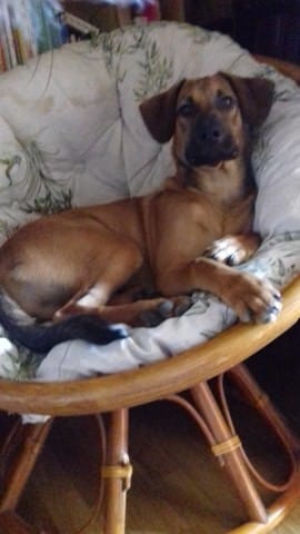 Je doute de la race de mon chien