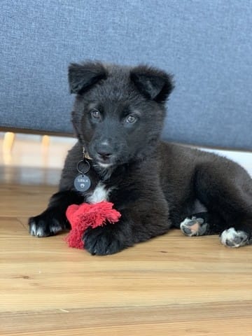 Chiot croisé - ressemblance Border Collie ?