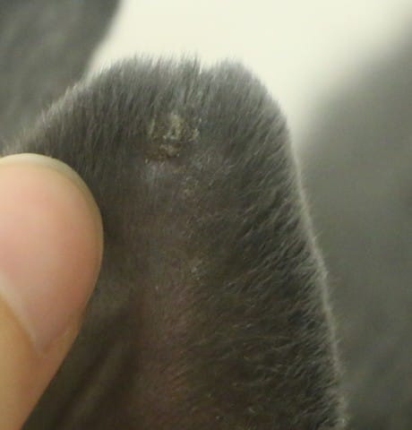 Croute au bout de l'oreille de mon lapin ! Dois-je m’inquiéter ?